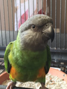 Cute Senegal parrot