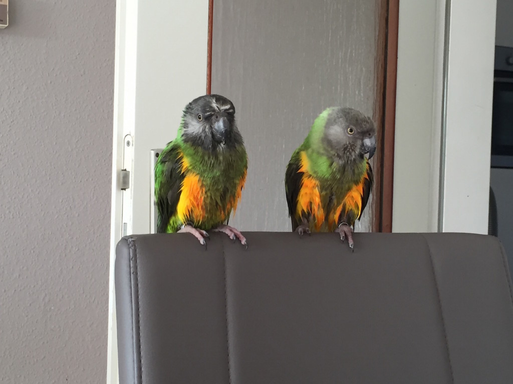 Coco und Chico nach dem Baden