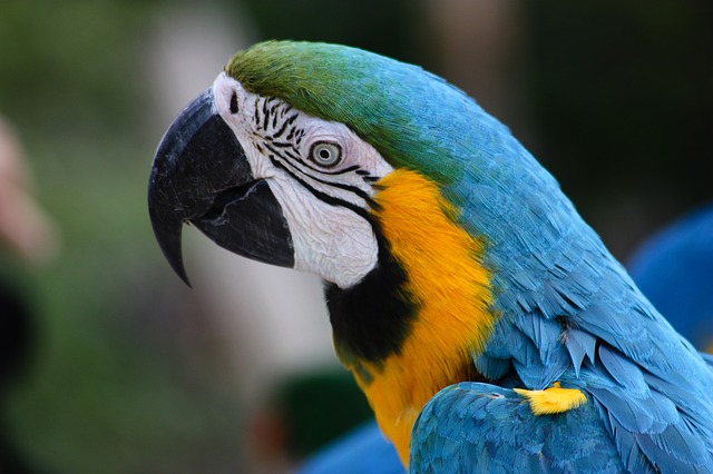 Papageienkäfig kaufen Blauer Ara