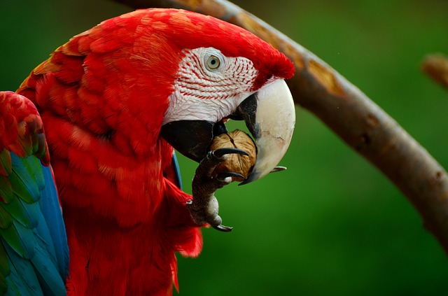Vogelfutter Ara
