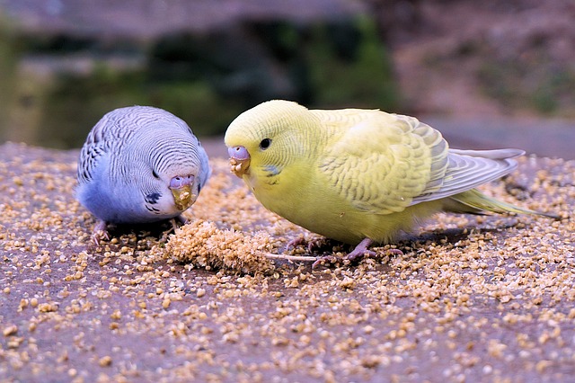 Vogelfutter Wellensittiche