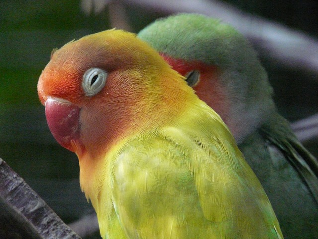 Gesundes Vogelfutter für Agaporniden