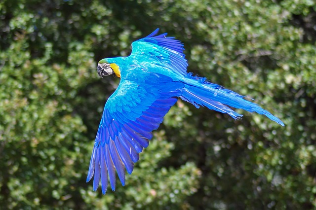 fliegender papagei